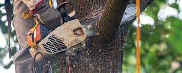 Best Firewood Processing and Delivery  in Kapaa, HI
