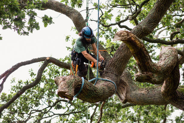 Professional Tree Care in Kapaa, HI