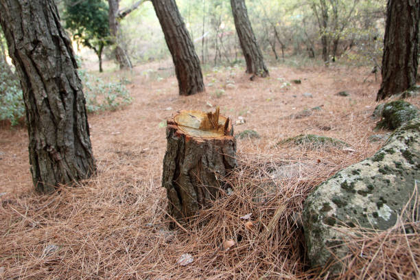 How Our Tree Care Process Works  in  Kapaa, HI