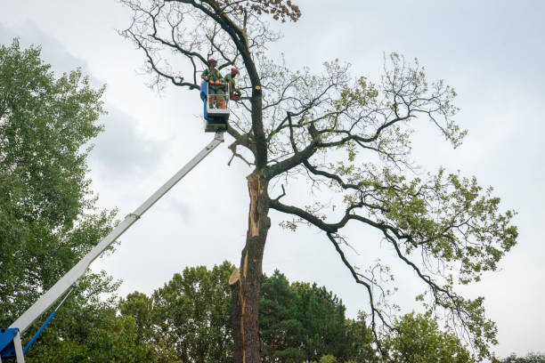 Leaf Removal in Kapaa, HI
