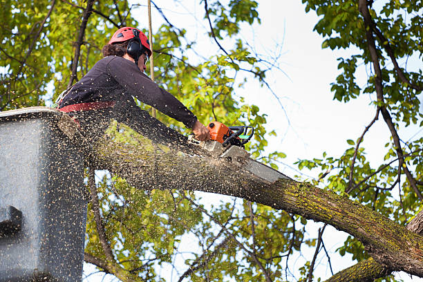 Tree and Shrub Care in Kapaa, HI