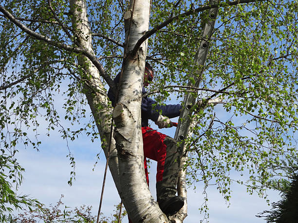 Best Tree Mulching  in Kapaa, HI