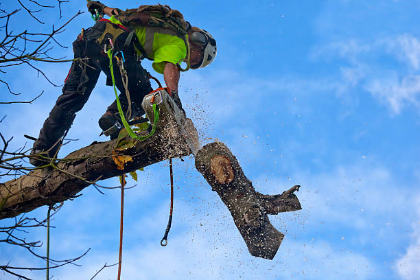 Best Tree Maintenance Programs  in Kapaa, HI