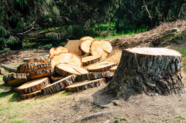 Best Storm Damage Tree Cleanup  in Kapaa, HI